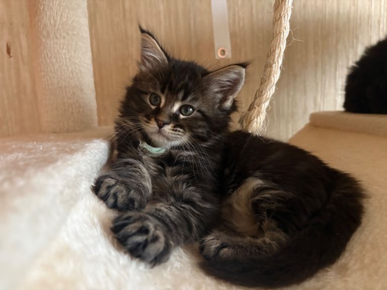 🐾 Beautiful Maine Coon Kittens Looking for Their Forever Homes 🐾