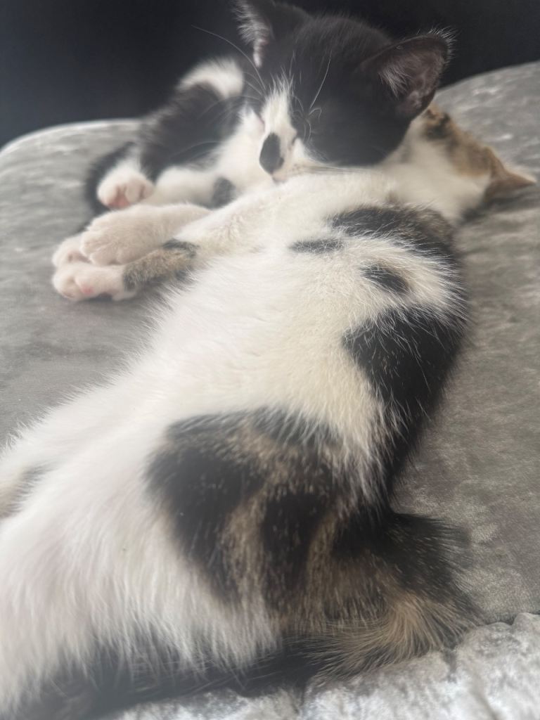 Kittens