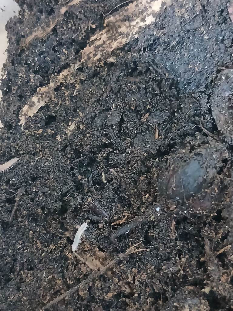 Baby African millipedes