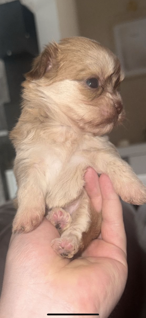 Imperial shihtzu LAST BOY&GIRL