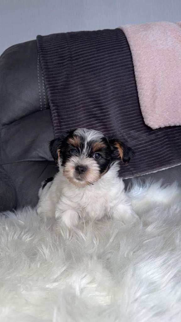 Brewer Yorkshire terrier