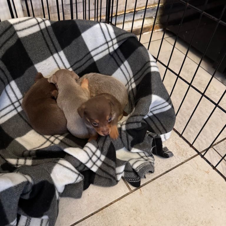 Stunning miniature Jack Russell puppies 