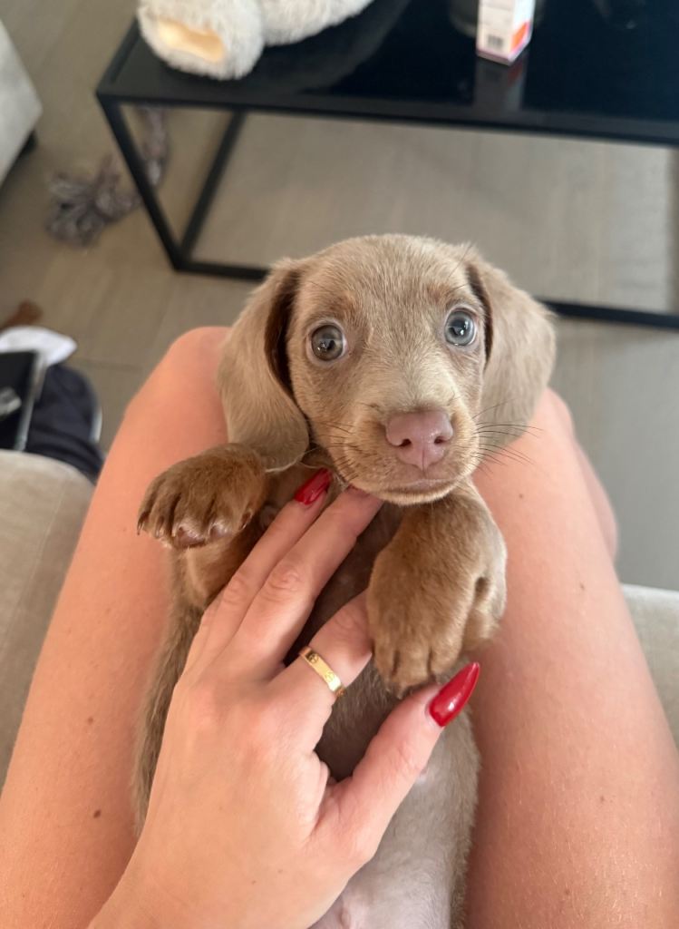 Beautiful 9 week old male mini dachshund 