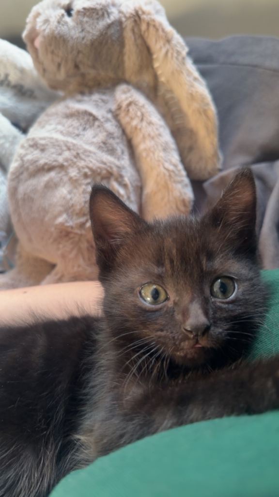selling kittens