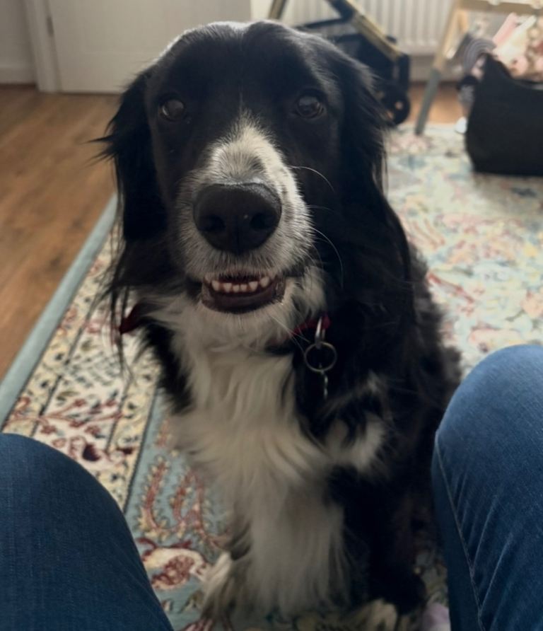 Beautiful Border Collie X Cocker Spaniel