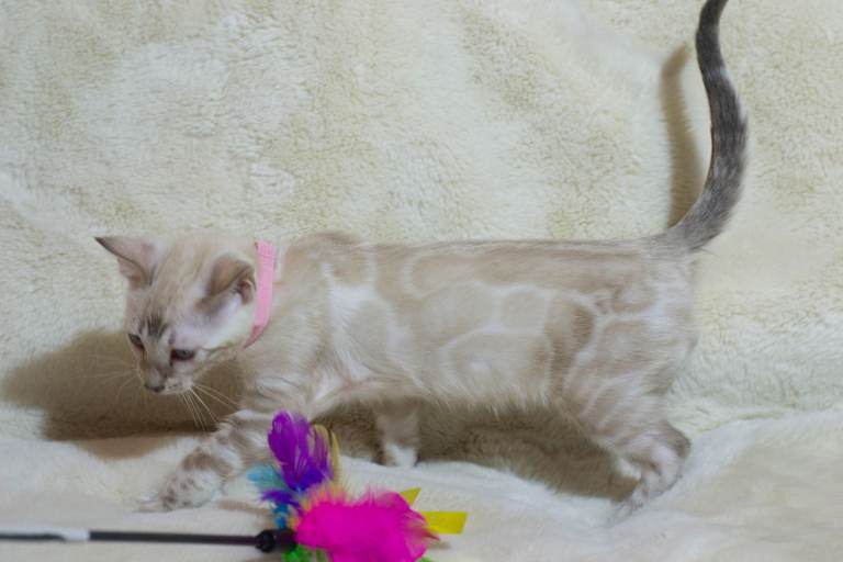 ✨ TICA Registered – Beautiful Snow Lynx Bengal Girls Available ✨
