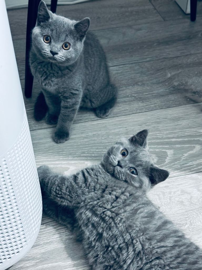  “Purebred British Blue Shorthair Kittens 11 Weeks Old - 4 Available”