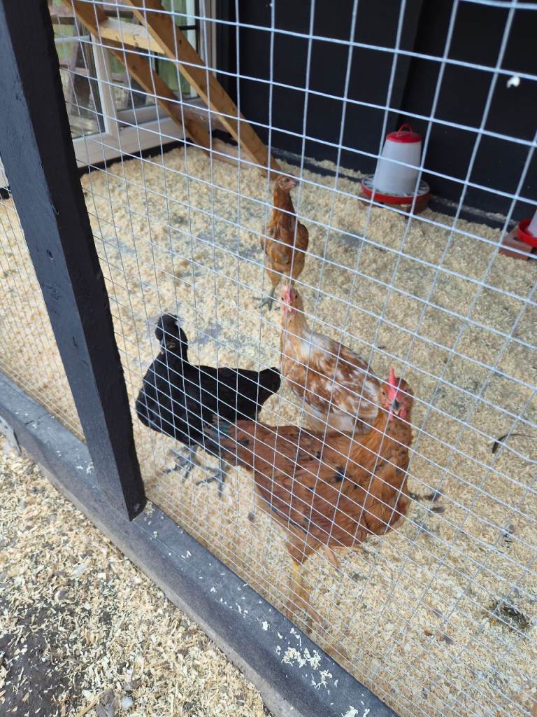 Chickens for sale