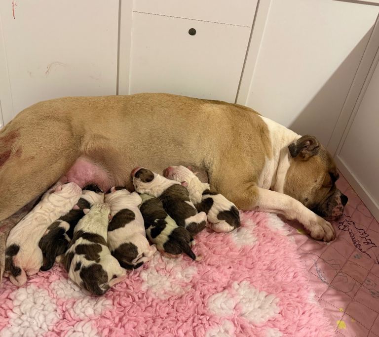 NEBBR American Bulldog Puppies