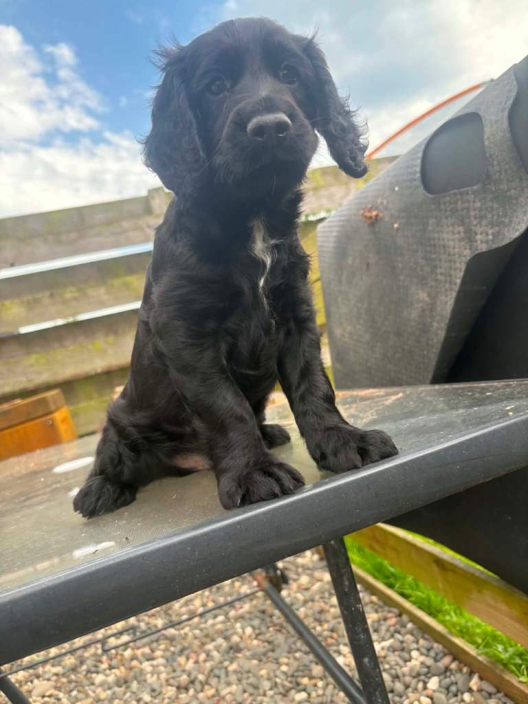 Cocker spaniel 🐶