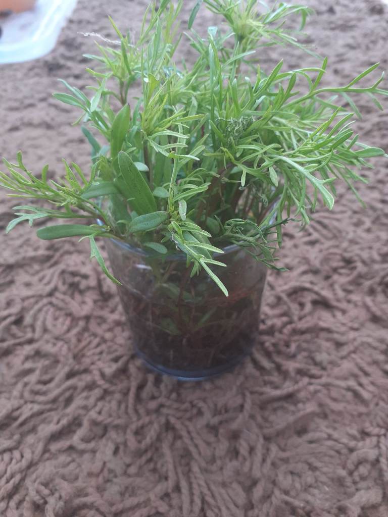 FREE Cosmos Seedlings for anyone who wants them...