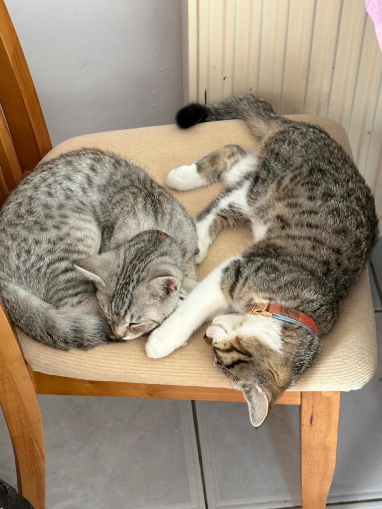 Kittens