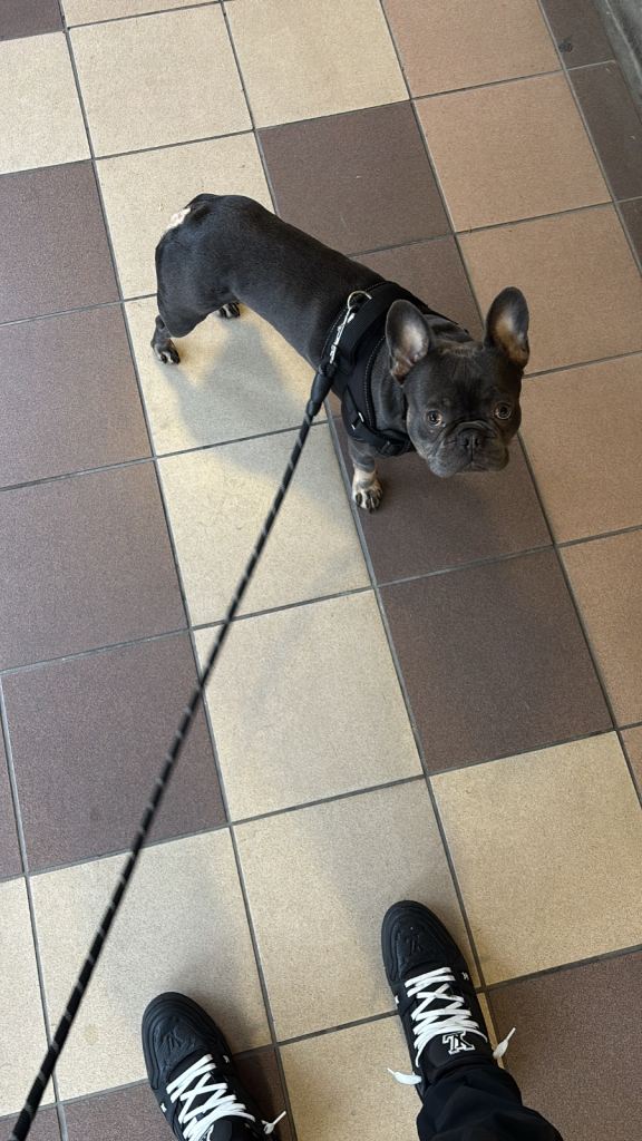 French Bulldog 1 year old 
