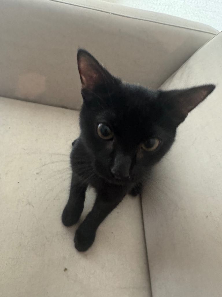 Kittens for sale £50