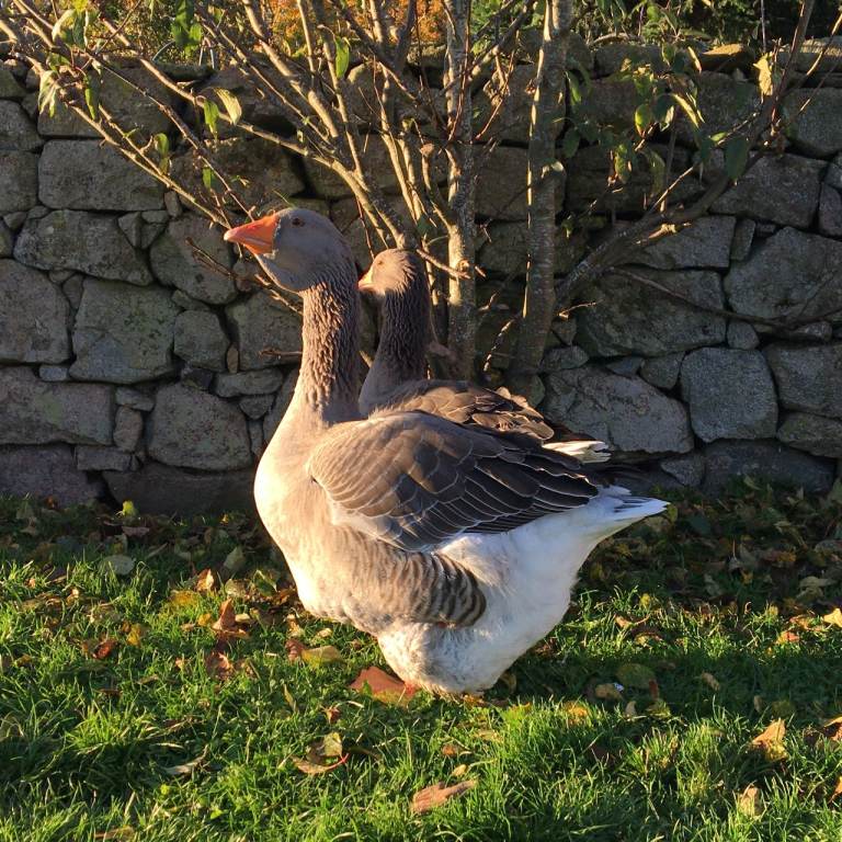 Rural detached property wanted to rent long term by quiet, mature lady 
