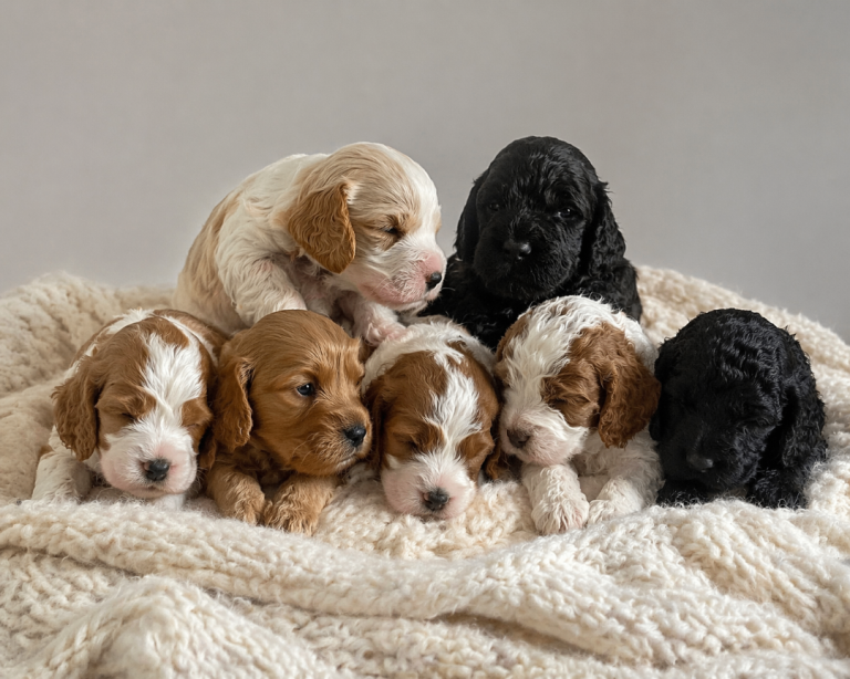 Cockapoo puppies
