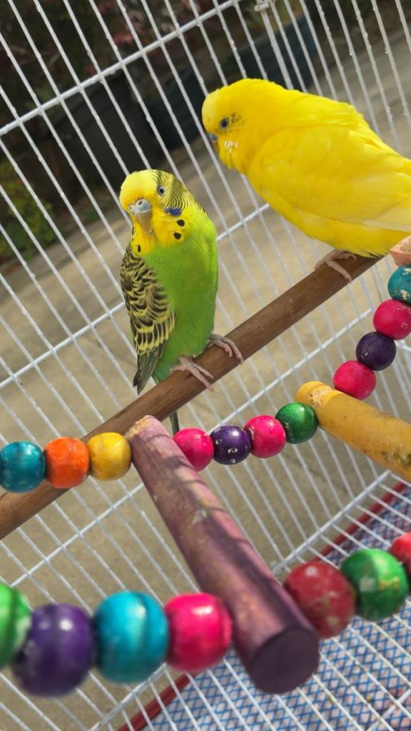 Budgies x 2