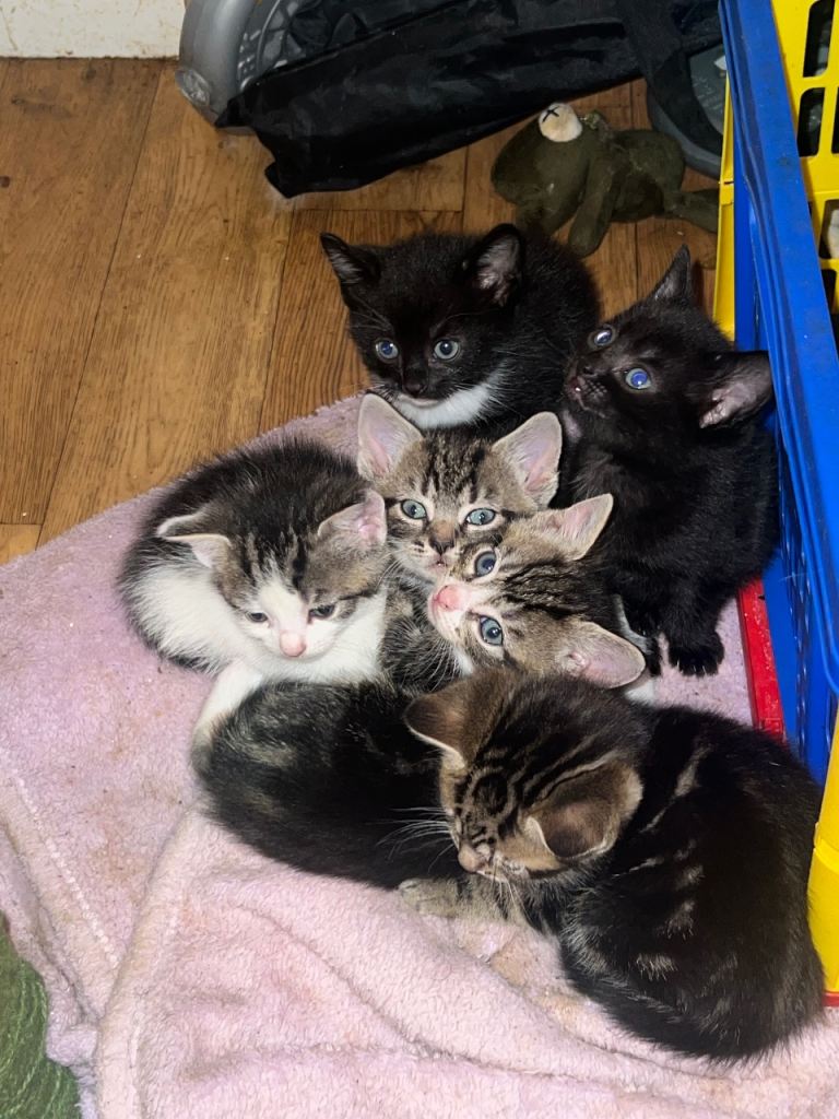 6 KITTENS  - FREE 