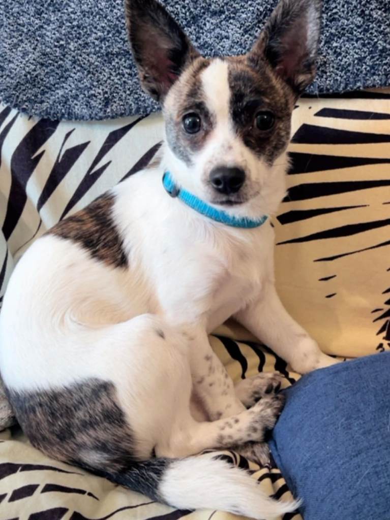 Chihuahua 8 months old, male