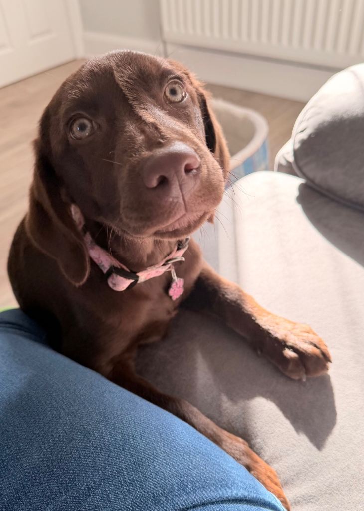 Lab and Weimaraner mix