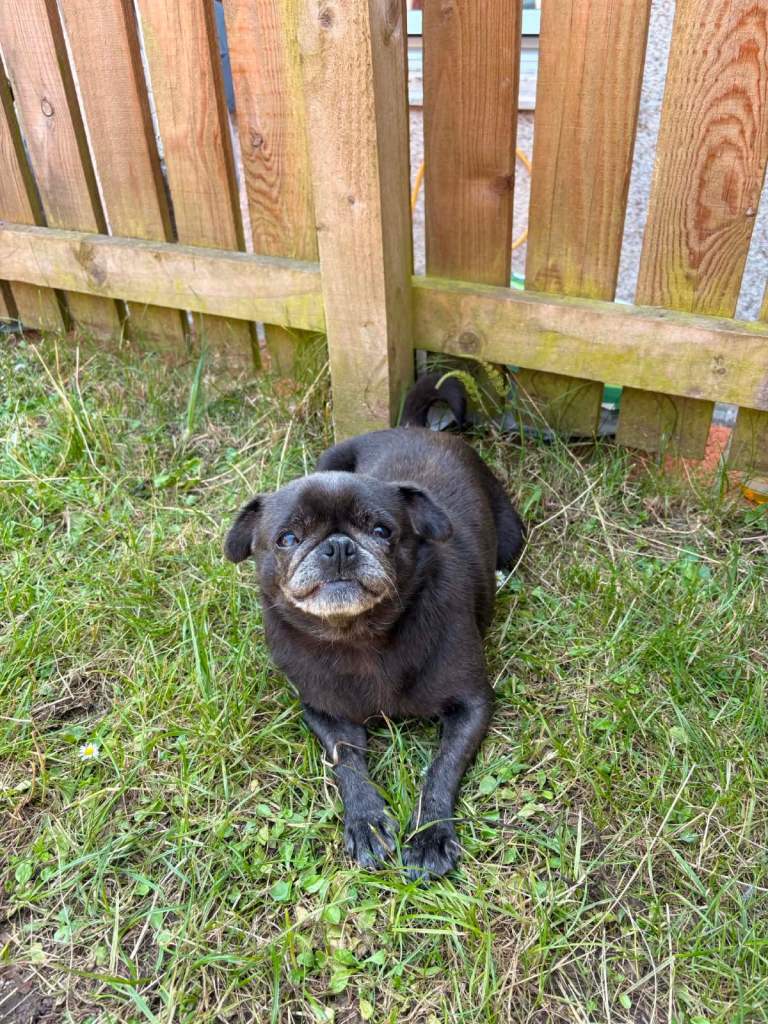 Pug looking for a 5* loving home 