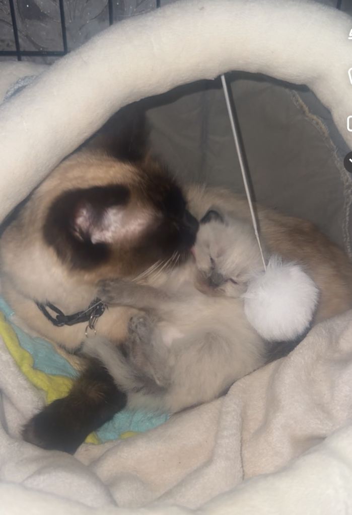 Beautiful seal point ragdoll for sale 💕