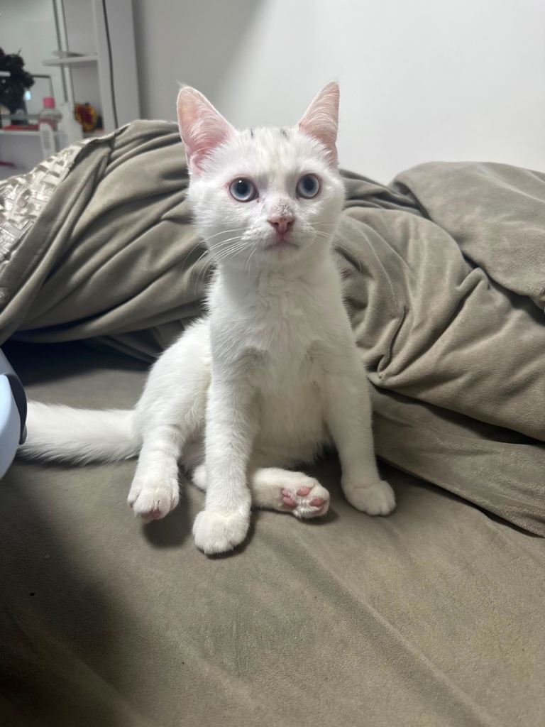 Rehoming male ragdoll mix kitten
