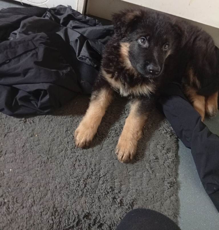 German shepherd puppy