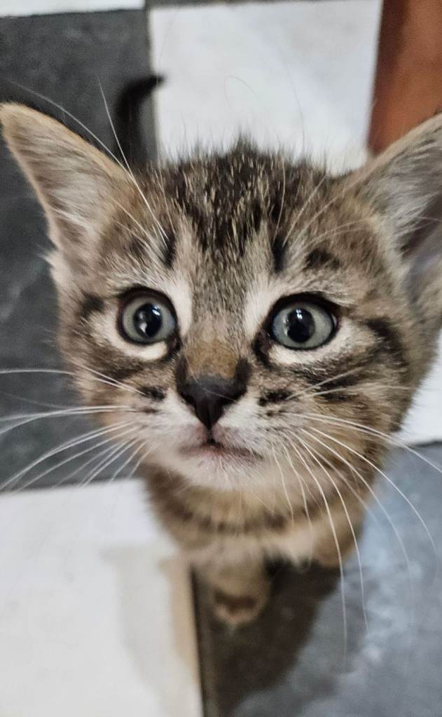 🐾 Beautiful Kittens for Sale – 2 Male & 2 Female 🐾