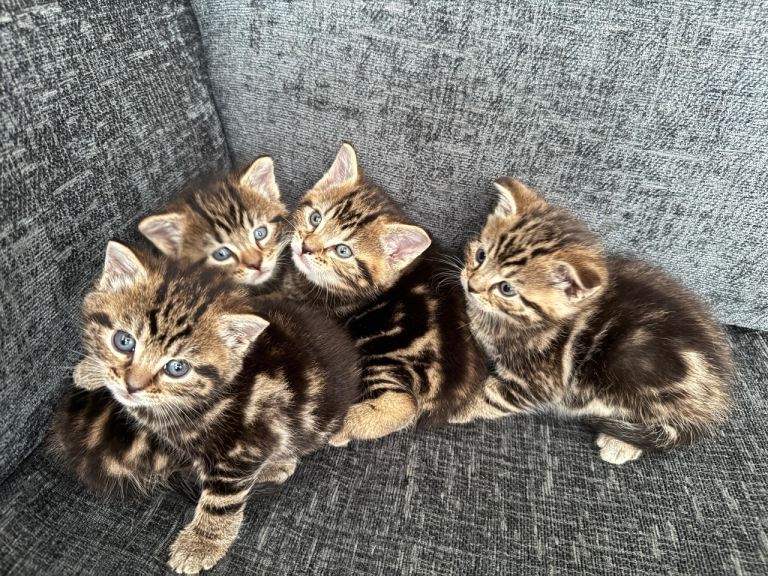4 kittens 