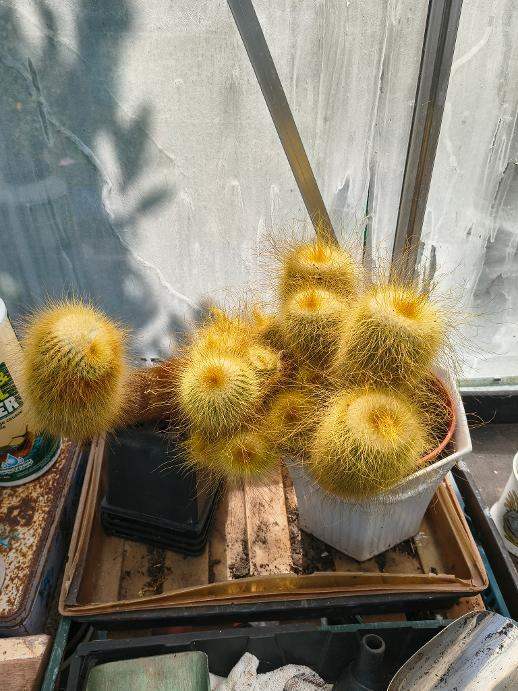Cactus Plant