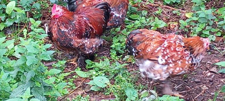 Choice of 5x millefleur pekin bantamcockerels