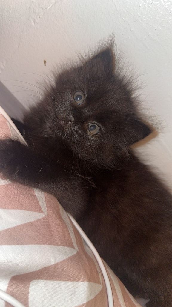 Cats 