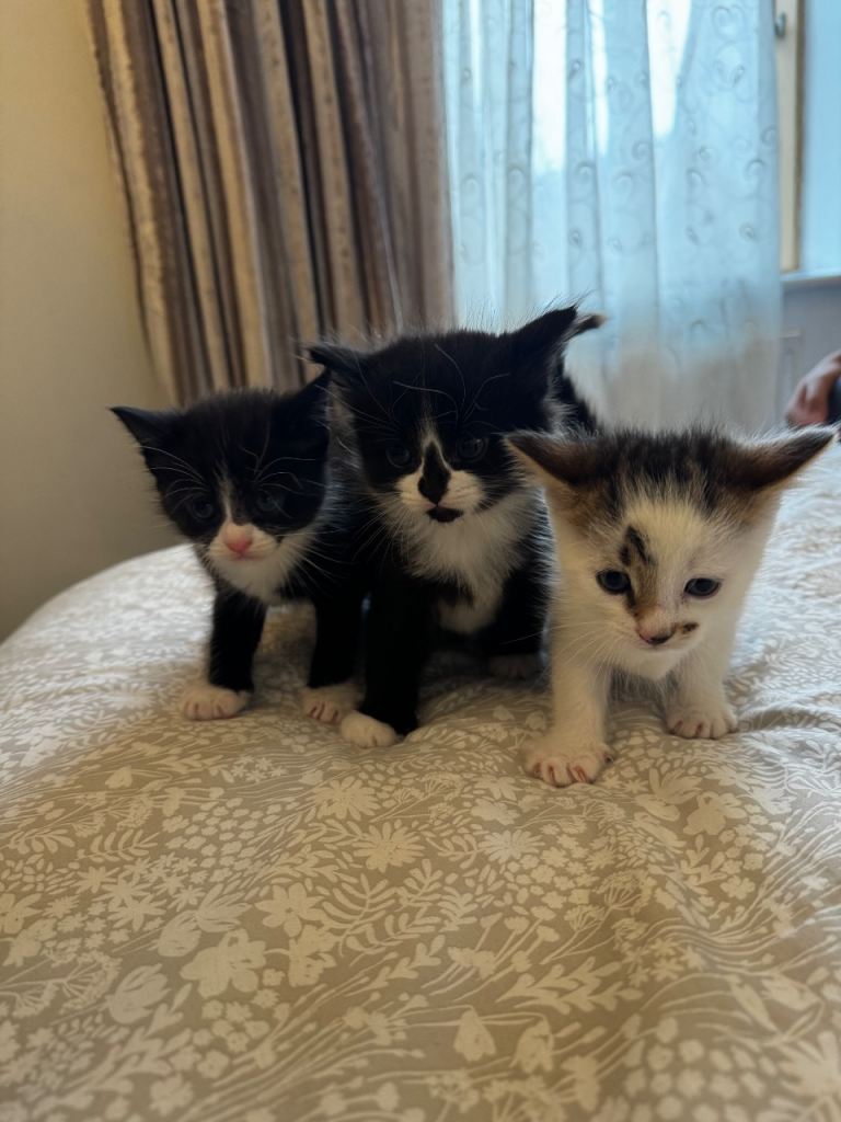 Adorable Fluffy Kittens For Sale!