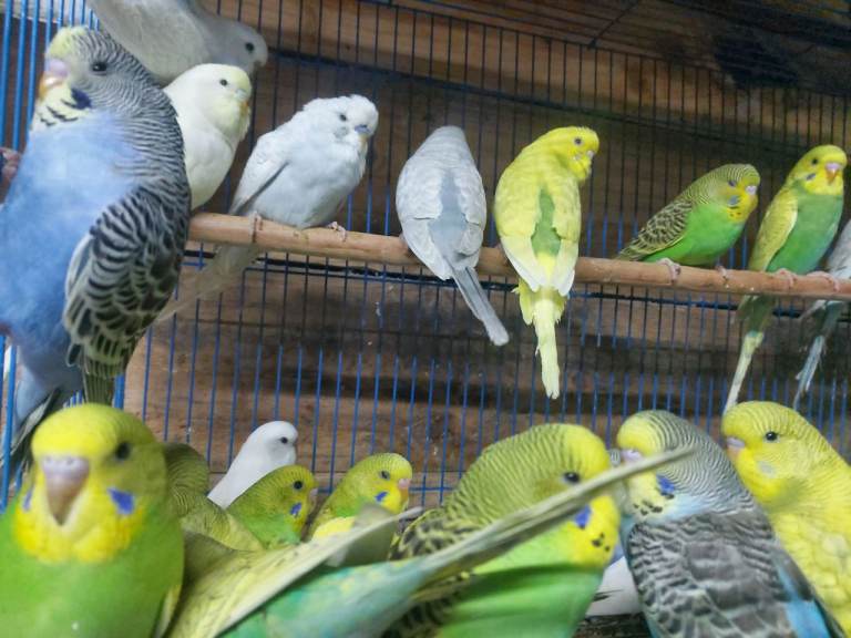 Young Budgies
