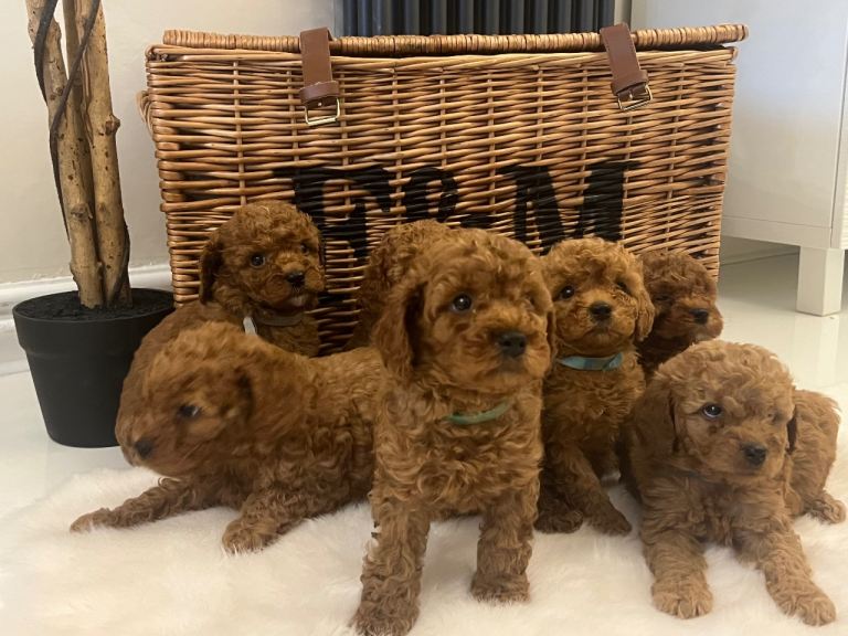 Stunning health tested deep red Toy Cavapoo puppies