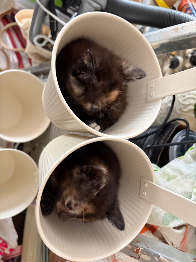 4 kittens 200 with updates photos 