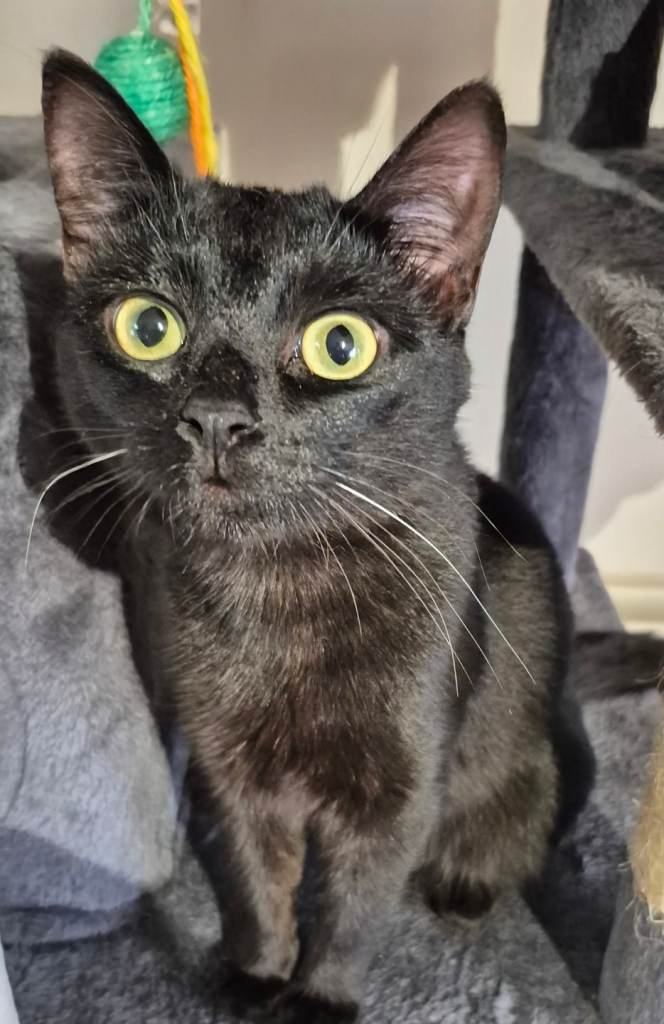Molly in need of a new home