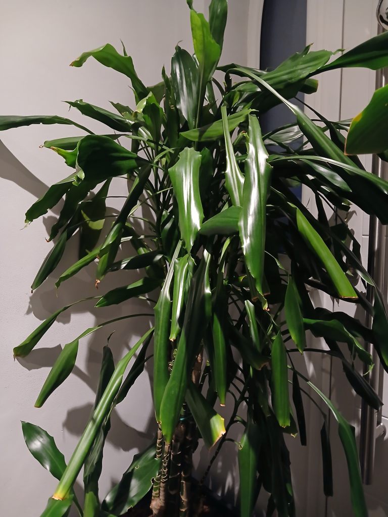 Large Corn plant - both for £15