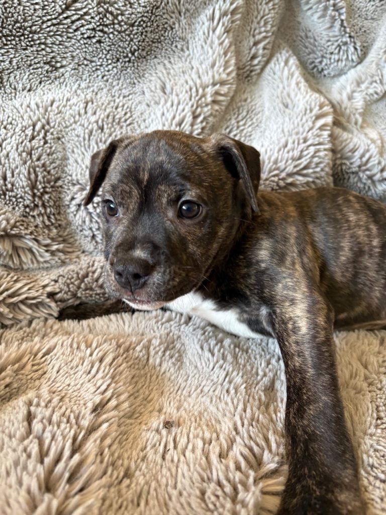 Female brindle staffy x