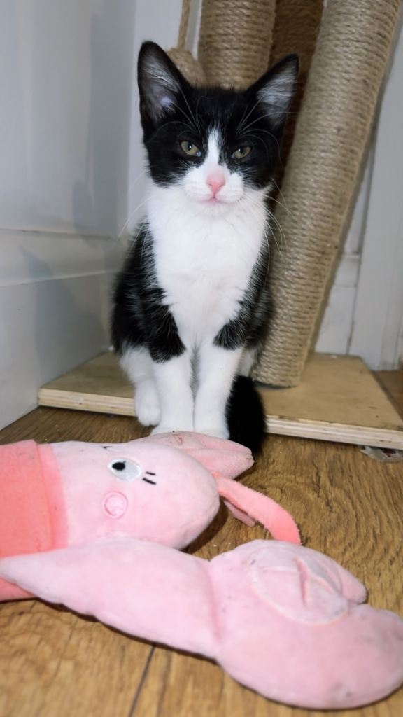 tuxedo ghost tabby kittens 
