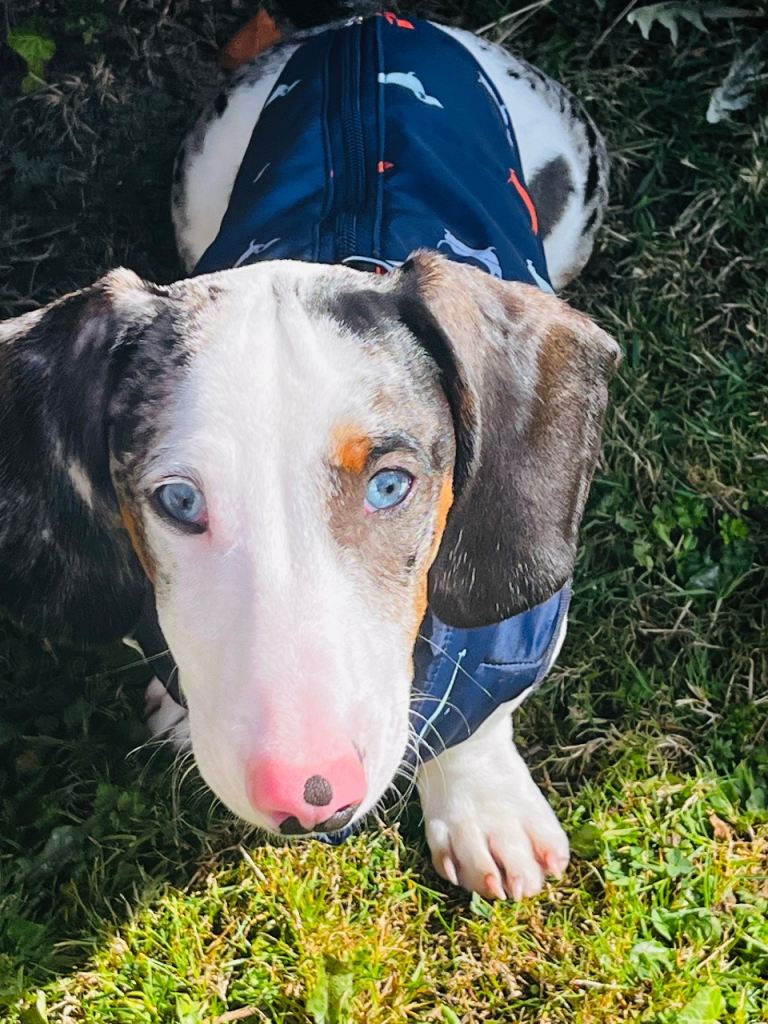 Beautifull 10month old dashound looking for a loving home genuine 