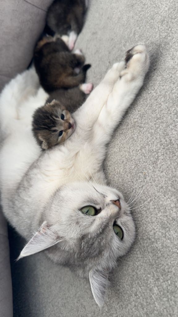 Rare coloured British Longhair kittens💕