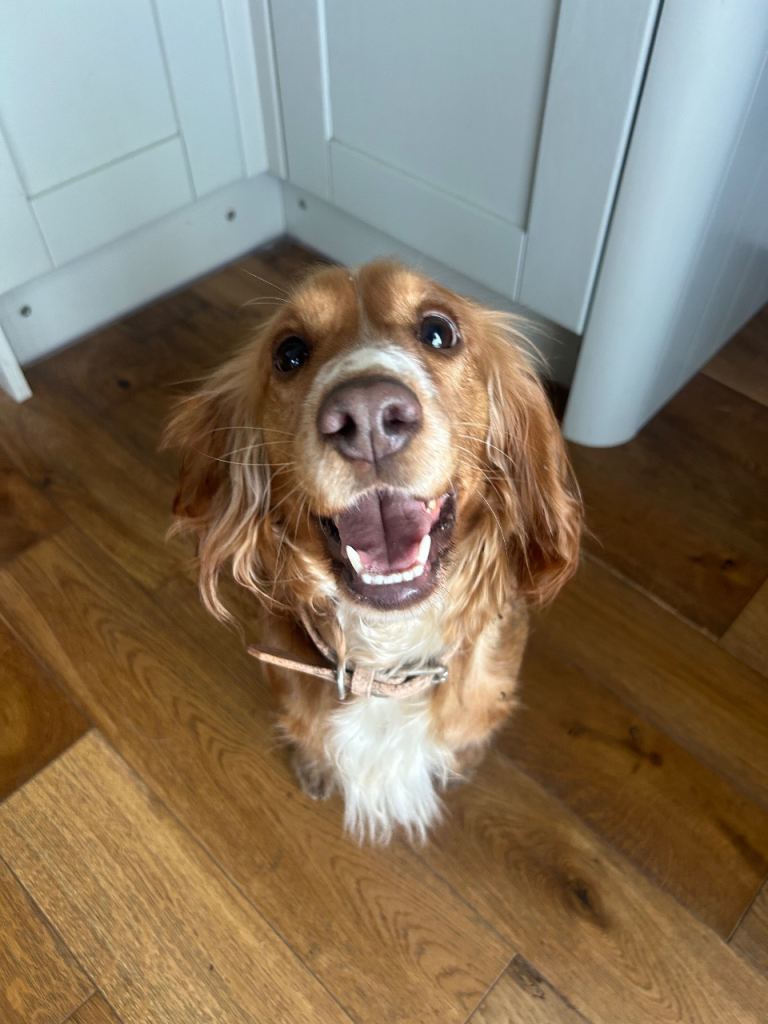 Cocker spaniel female 