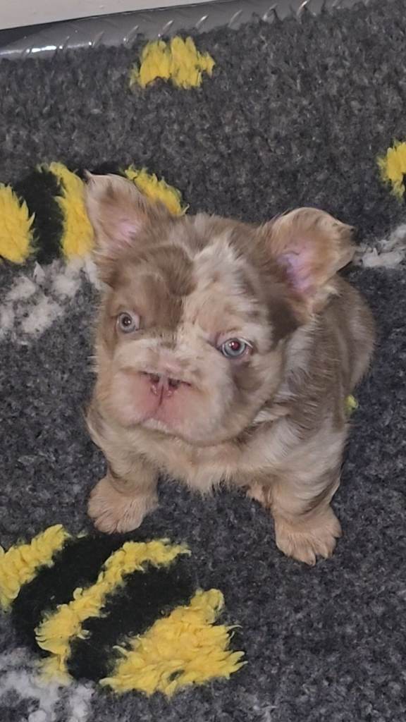 Stunning french bulldog 