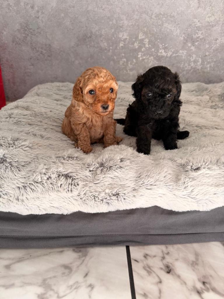 Stunning miniature Maltipoo puppies 