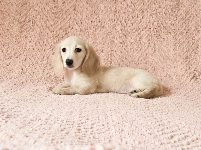 Cream Mini Longcoat Dachshund Puppies