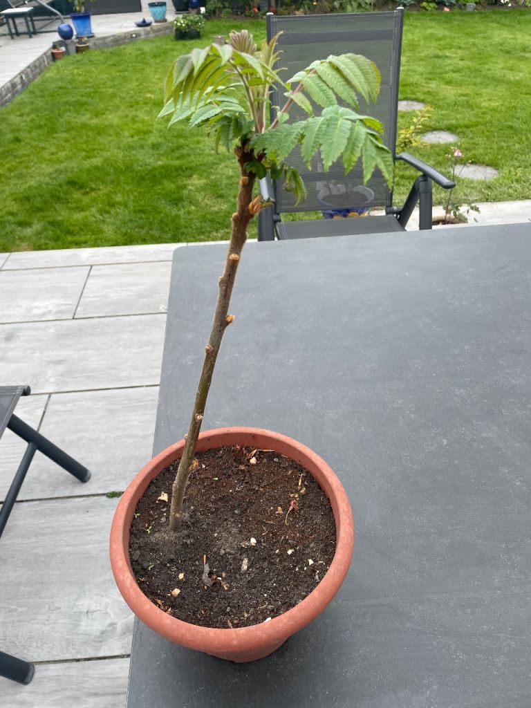 Young Stag Horn tree around 40cm tall