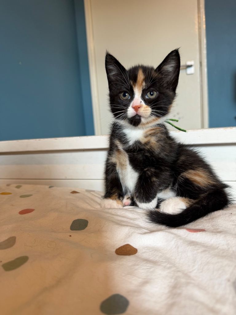 Beautiful fluffy kittens ready in JUNE 