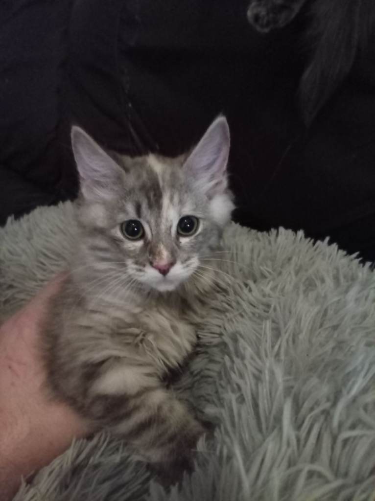 Raggdol cross maincoon